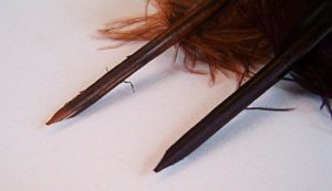 dyn_image2_Herbin_Plume_oie_biseautee_G_jpg_large